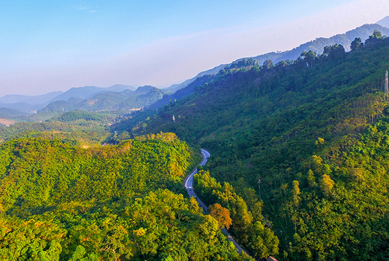 Khu rừng săng lẻ đẹp mê hồn ở Nghệ An